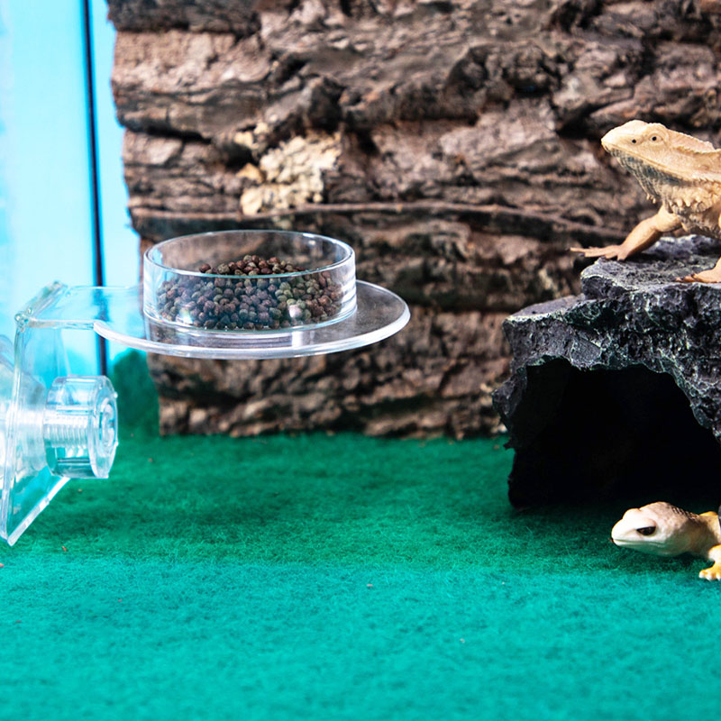 Acrylic Crawling Pet Feeding W - đánh giá và giá Water Dish Reptile
