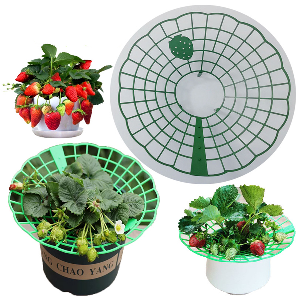 20PCS Strawberry Stand Green C - đánh giá và giá Vine Climbing Plastic