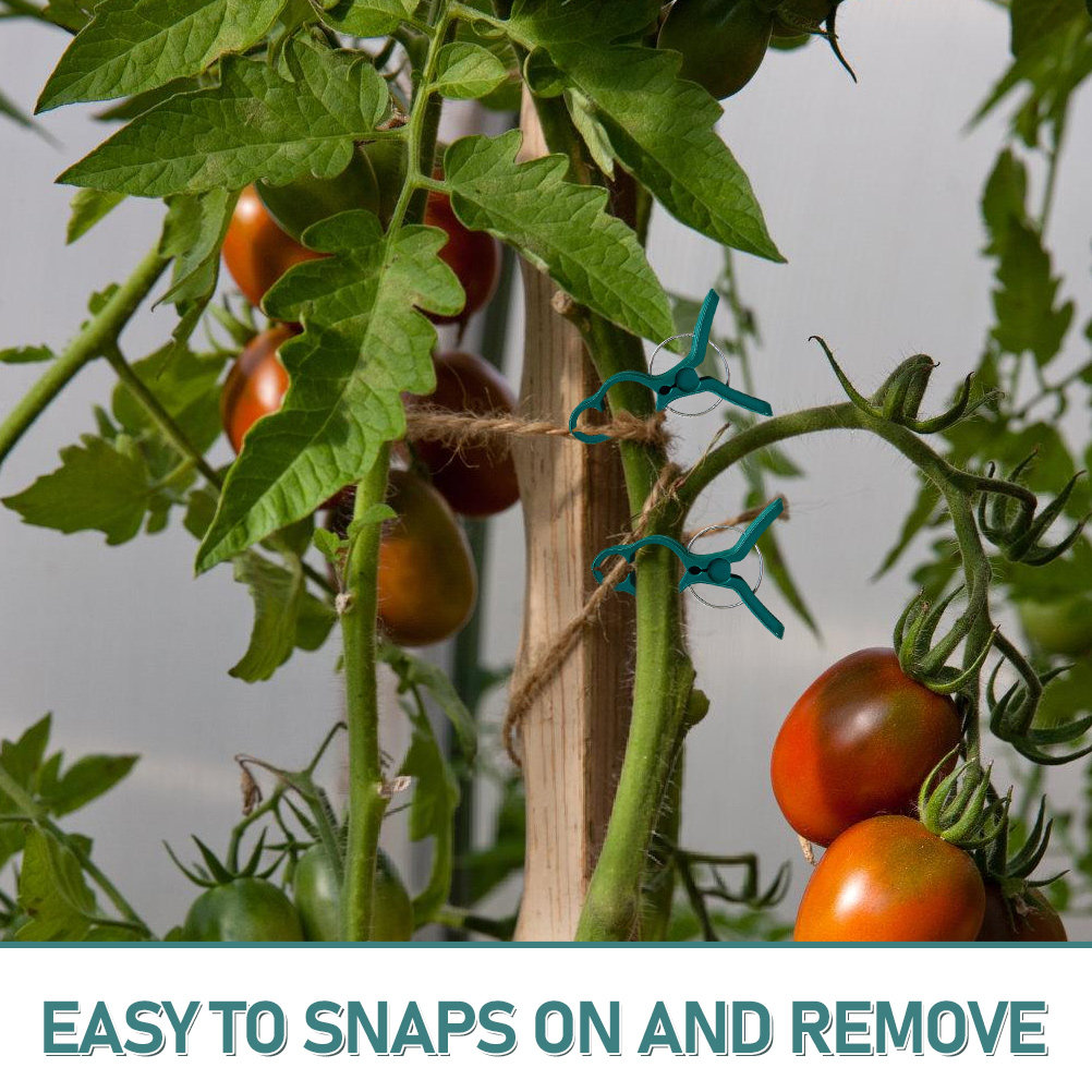 50Pcs Tomato Stem Support Clip - đánh giá và giá Vine Climbing Plastic