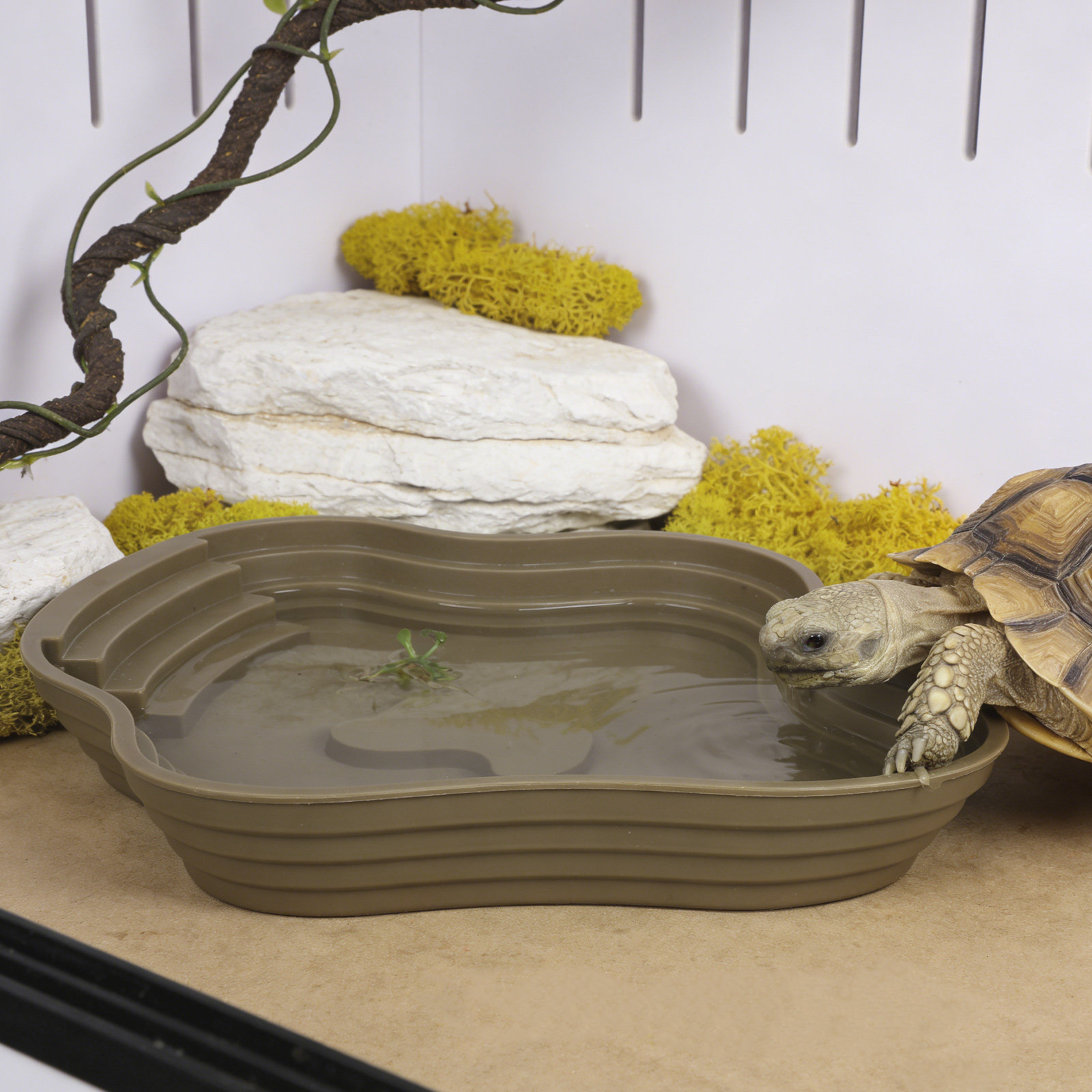 Large Turtle Reptile Bathing P - đánh giá và giá Water Dish Reptile