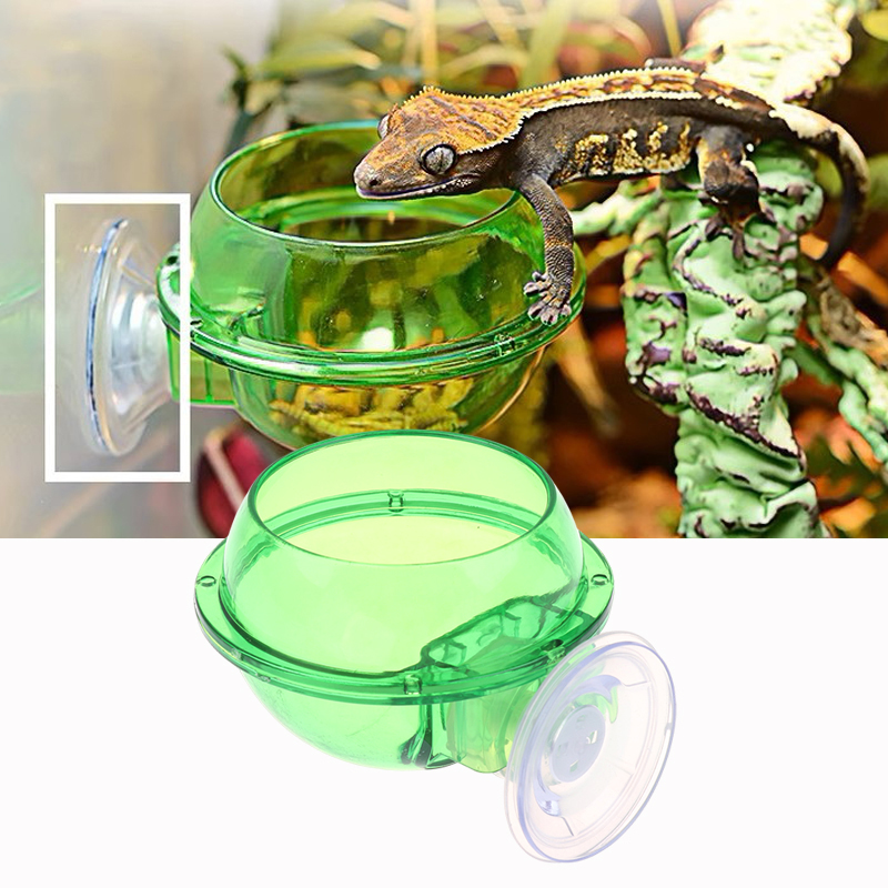 HOT! Arboreal Reptile Live Ant - đánh giá và giá Water Dish Reptile