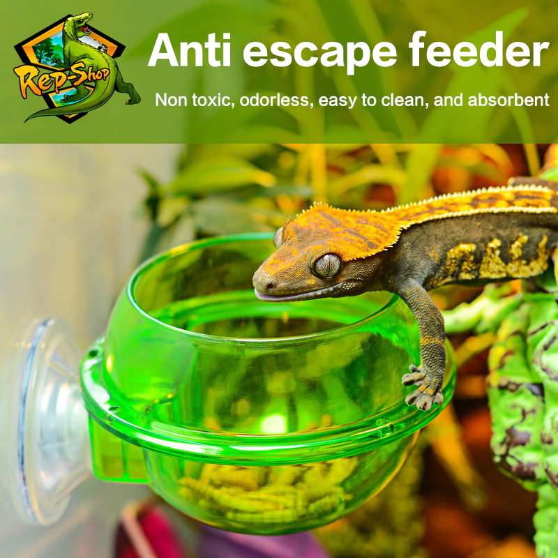 HOT! Arboreal Reptile Live Ant - đánh giá và giá Water Dish Reptile