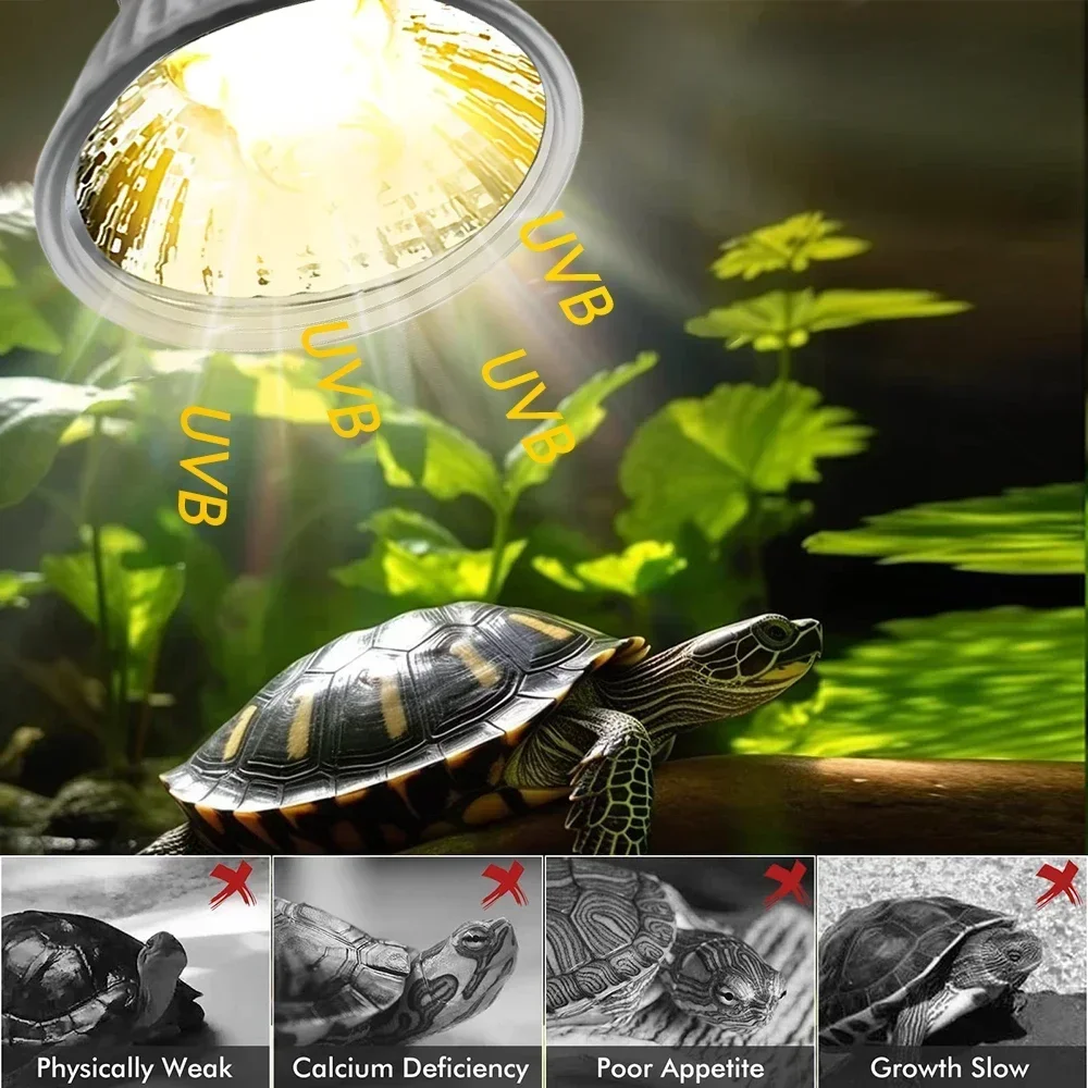 75/50/25W Tortoise Lizard Bask - đánh giá và giá Calcium Powder Reptile