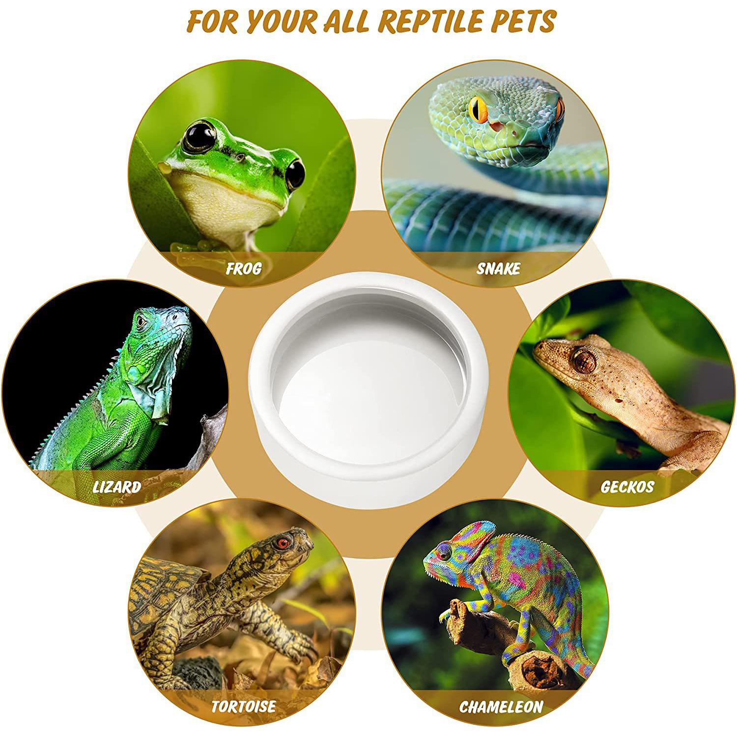 Reptile Food Bowl Feeding and  - đánh giá và giá Water Dish Reptile