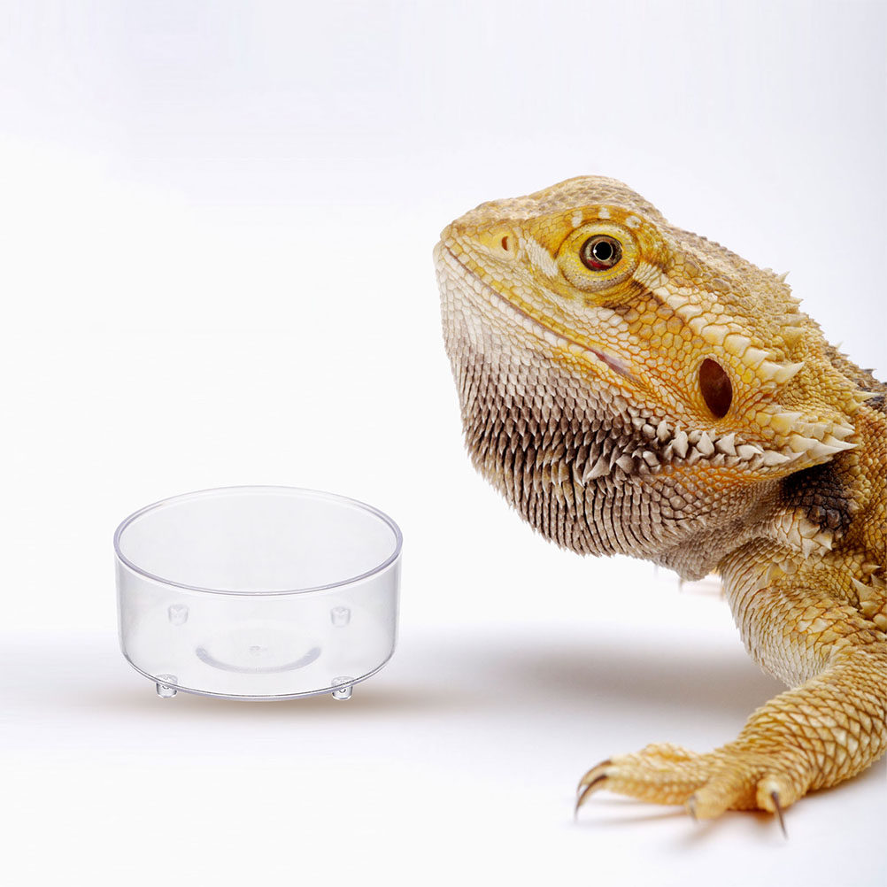 10Pcs Acrylic Reptile Food Dis - đánh giá và giá Water Dish Reptile