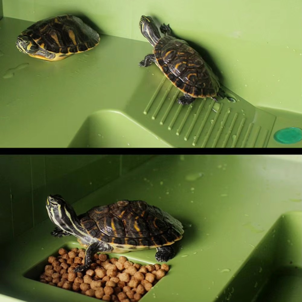 Water Land Slope Box Feeding C - đánh giá và giá Water Dish Reptile