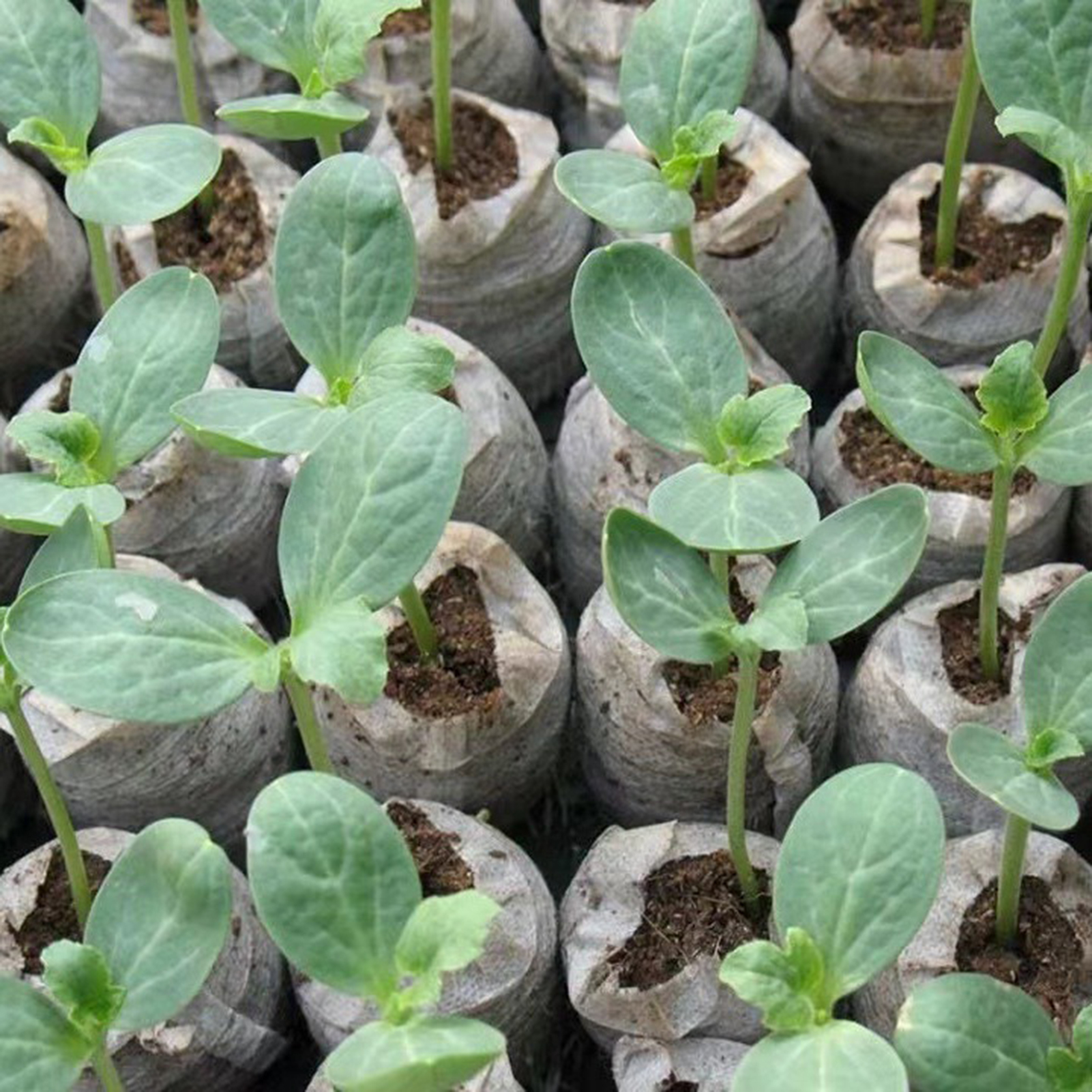 10/20/50pcs Plant Growth Bags  - đánh giá và giá Substrate Coconut Fiber